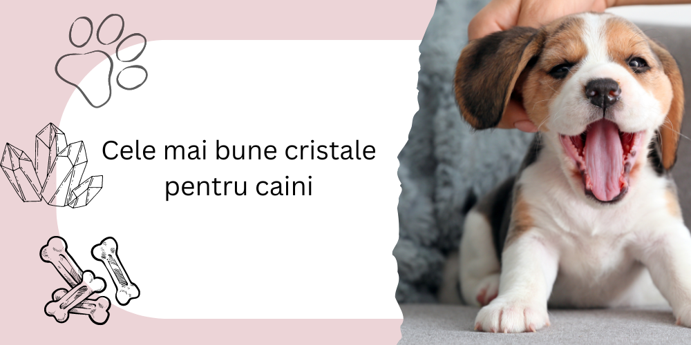 Cele mai bune cristale pentru câini