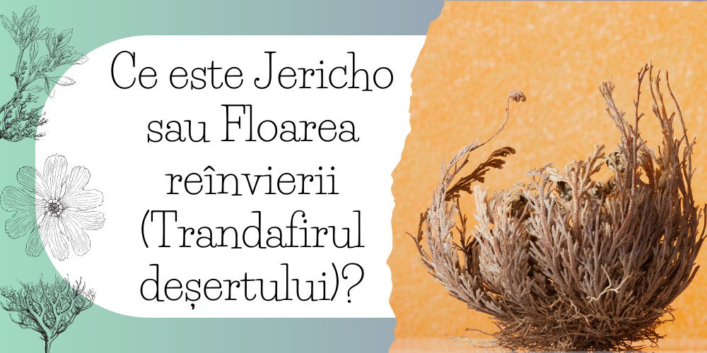 Ce este Jericho sau Floarea reînvierii (Trandafirul deșertului)