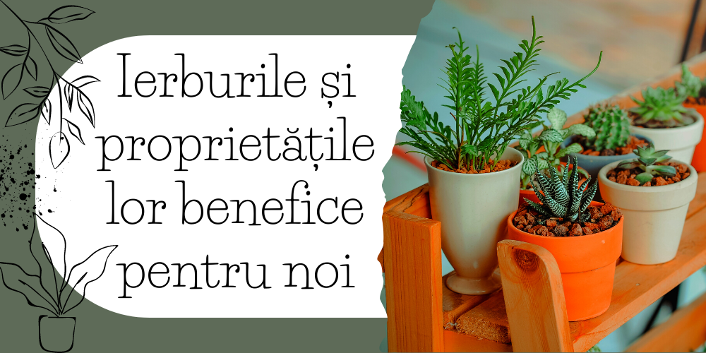 Ierburile şi proprietăţile lor benefice pentru noi