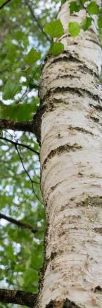 O Calatorie catre Purificare si Inaltare cu Lemnul de Mesteacan2