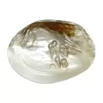 Scoici abalone si albe cu perle naturale