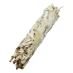 Buchet Salvie Alba (California White Sage) 20cm