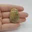 Cabochon Coral Fosilic 37x25x7mm C50